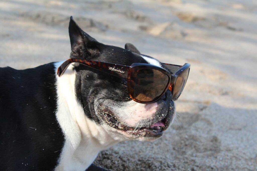 Boston Terrier en blanco y negro con gafas de sol polarizadas Bomber